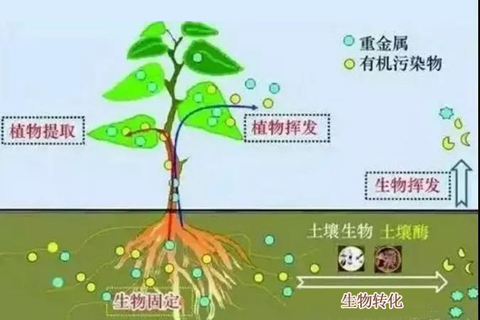 微生物修復技術的開發(fā)