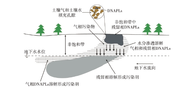 DNAPLs泄漏至地表后，受到重力作用向下遷移